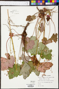 Heuchera longiflora image