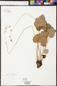 Heuchera americana image