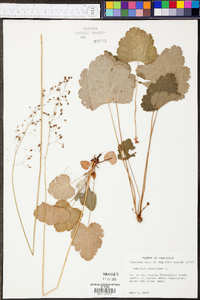 Heuchera americana image