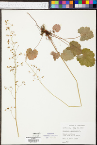 Heuchera americana image