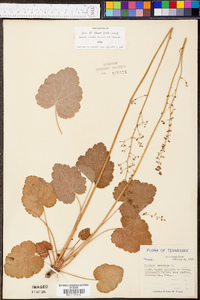 Heuchera americana image