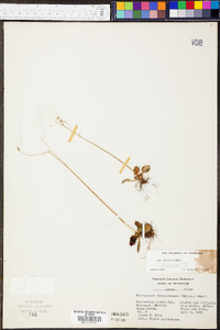 Micranthes virginiensis image