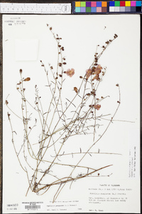 Agalinis purpurea image