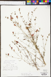 Agalinis purpurea image