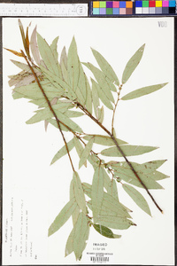 Salix rigida image