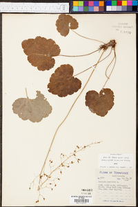 Heuchera americana image