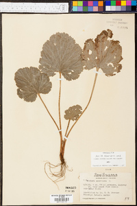 Heuchera americana image