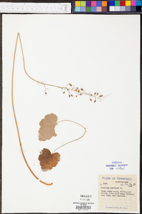 Heuchera americana image