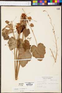 Heuchera americana image