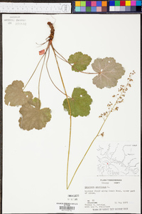 Heuchera americana image