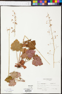 Heuchera americana image