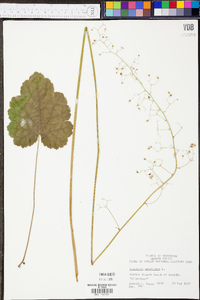 Heuchera americana image