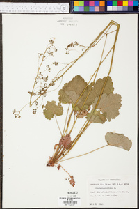 Heuchera americana image