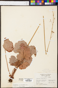 Heuchera americana image