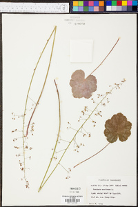 Heuchera americana image