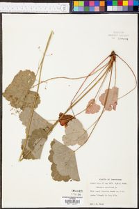 Heuchera americana image