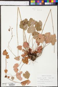 Heuchera americana image