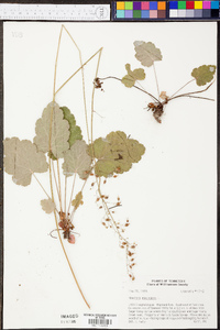 Heuchera americana image