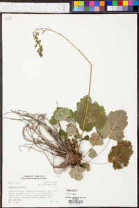 Heuchera americana image