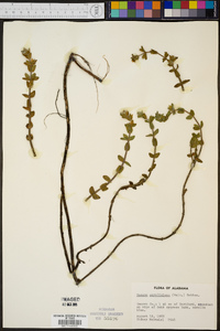 Bacopa caroliniana image