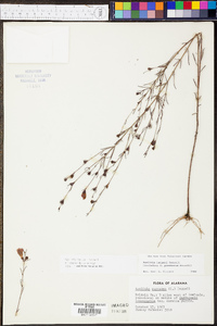 Agalinis harperi image