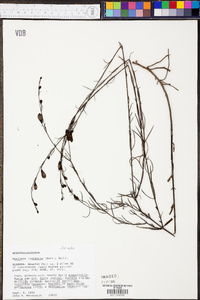 Agalinis linifolia image