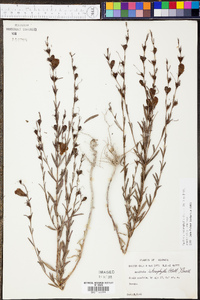 Agalinis heterophylla image