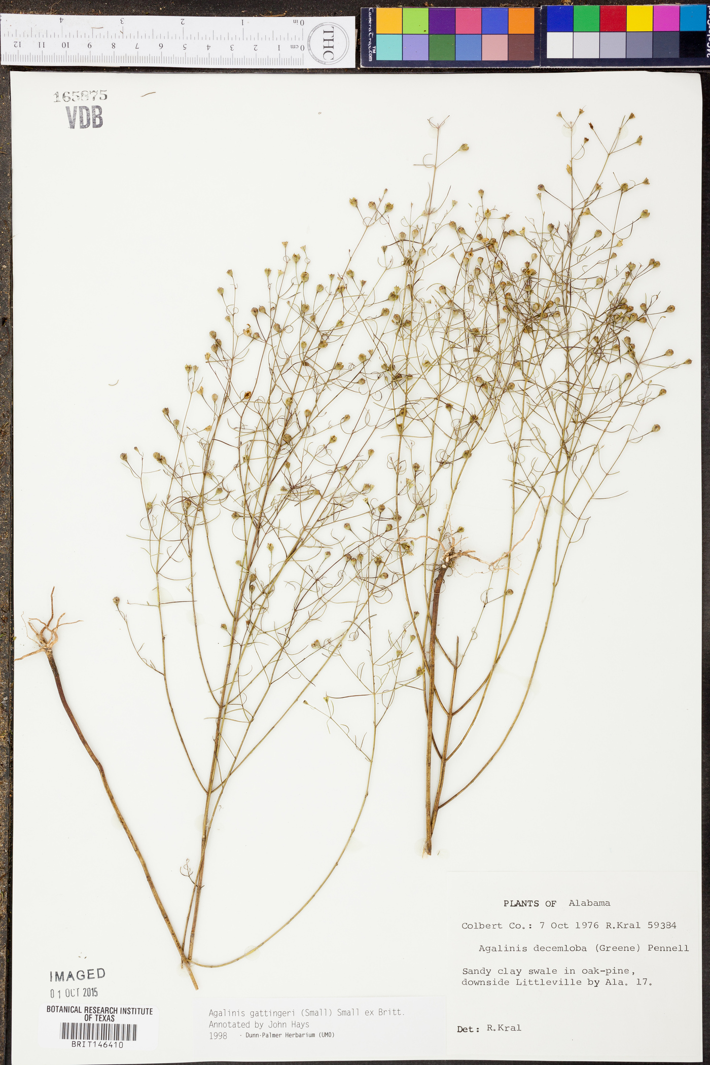 Agalinis gattingeri image
