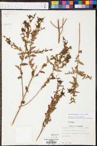 Aureolaria pedicularia image