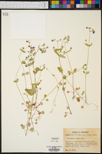 Collinsia verna image