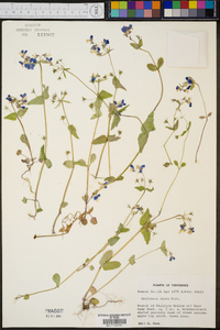 Collinsia verna image