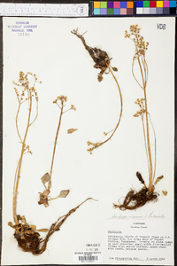 Micranthes virginiensis image