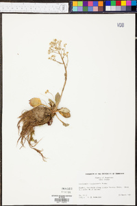 Micranthes virginiensis image