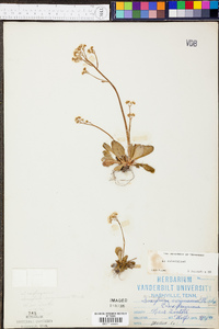 Micranthes virginiensis image