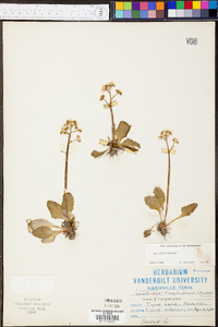 Micranthes virginiensis image