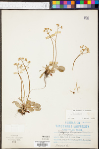 Micranthes virginiensis image