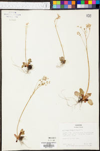 Micranthes virginiensis image