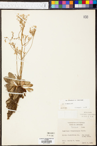 Micranthes virginiensis image