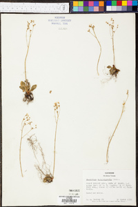 Micranthes virginiensis image