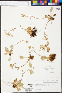 Micranthes virginiensis image