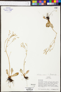 Micranthes virginiensis image