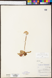 Micranthes virginiensis image