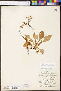 Micranthes virginiensis image