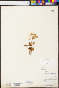 Micranthes virginiensis image