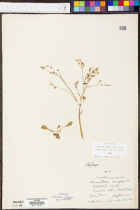 Micranthes virginiensis image