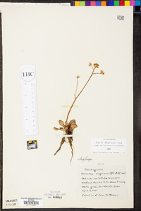 Micranthes virginiensis image