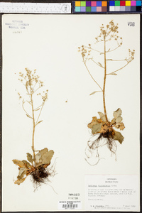 Micranthes virginiensis image