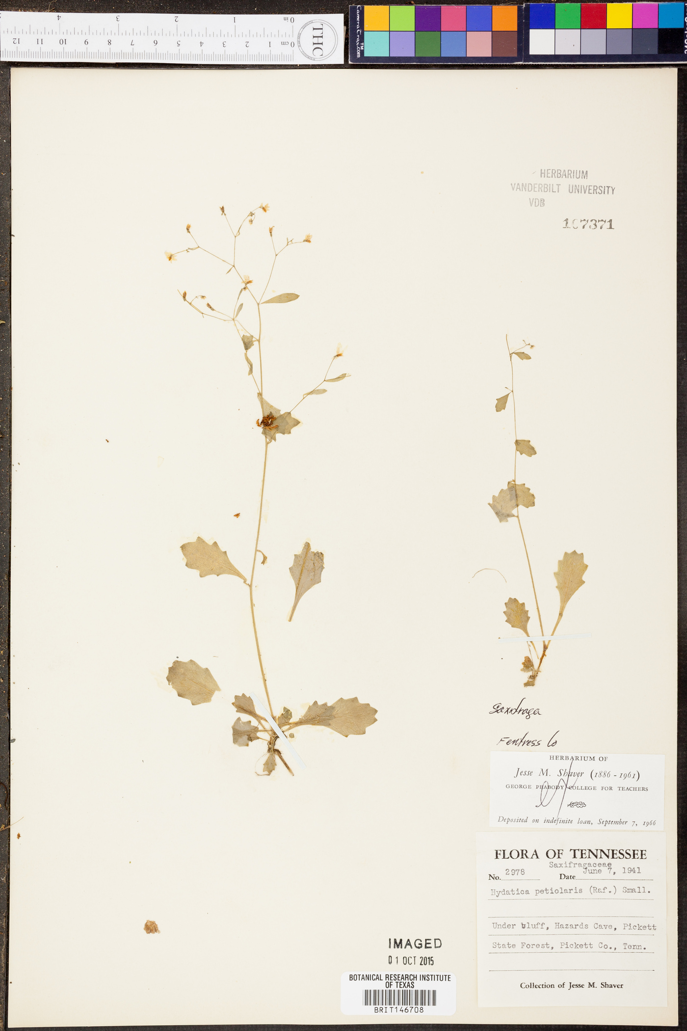 Saxifraga michauxii image