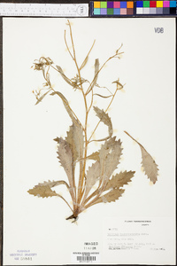 Saxifraga michauxii image