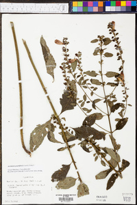 Aureolaria grandiflora image